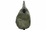 Fossil Sauropod (Barosaurus?) Caudal Vertebra - Wyoming #377950-5